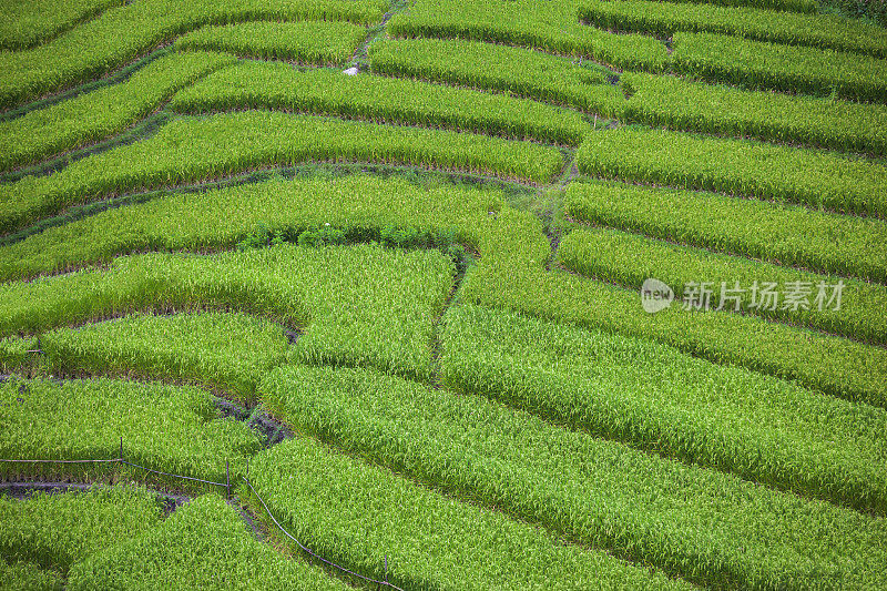 泰国清迈Pa Pong Piang山山谷乡村地区的水稻梯田。